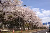 イギリス大使館前の桜並木