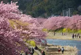 桜と菜の花の河原
