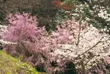 かんざき桜の山桜華園