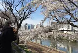 飯田橋から市ヶ谷のお濠端に続く桜