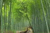 竹林の小径