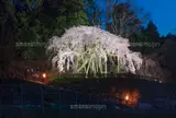 奥山田のしだれ桜