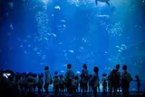 アクアワールド茨城県大洗水族館