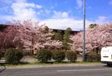 国立劇場を彩る桜