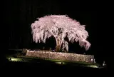 水戸野のしだれ桜