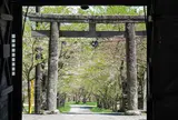 茅部神社の桜並木