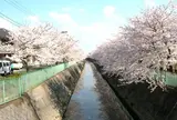 伝右川の桜並木