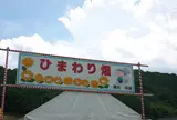 ひまわり祭り・南光スポーツ公園