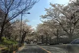 スカイバスで通る桜のトンネル