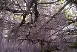 大歳神社　千年藤