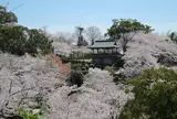 菊池公園・桜・桜・桜