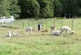 アルパカファーム - Alpacas Farm