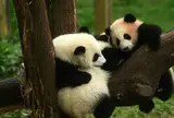 成都大熊猫繁育研究基地
