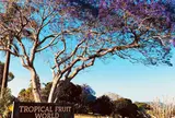 トロピカルフルーツワールドTropical Fruit World