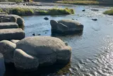 鴨川デルタの飛び石