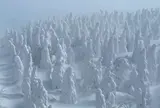 蔵王の樹氷