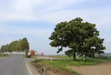セブンスターの木