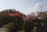花見山