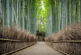 嵐山 竹林の小径