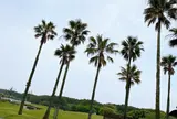 神奈川県立辻堂海浜公園