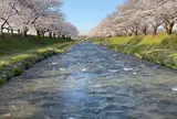 舟川べり桜並木