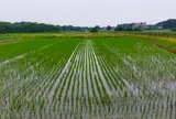 見沼の自然保全風景