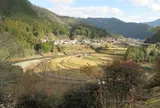 あらぎ島