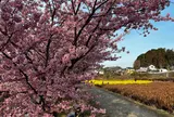東大山河津桜