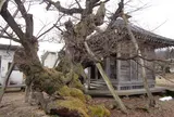 薬師堂(薬師桜)