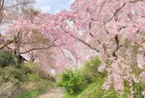 原谷苑（青山荘）