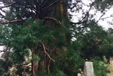 精進の大杉