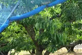 寒河江IC