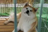 秋田犬ふれあい処ｉｎ千秋公園
