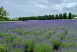 ファーム富田