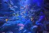 すみだ水族館