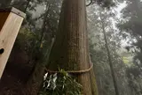 玉置神社の大杉