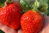 堀江農園～あすかいちご狩りパーク