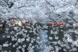 目黒川の桜並木