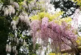 萬葉植物園