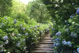 明月院（あじさい寺）