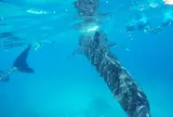 ジンベイザメとシュノーケル | セブ島 オスロブ