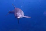 御蔵島ドルフィンスイム