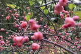 お鷹の道・真姿の池湧水群