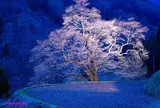 駒つなぎの桜　阿智村