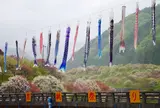 月川花桃祭り
