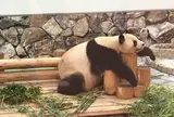 アドベンチャーワールド