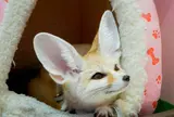 動物カフェ 原宿かわいい動物園