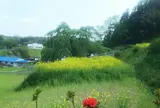 三春滝桜