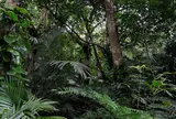 米原のヤエヤマヤシ群落
