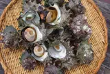 江の島　貝作